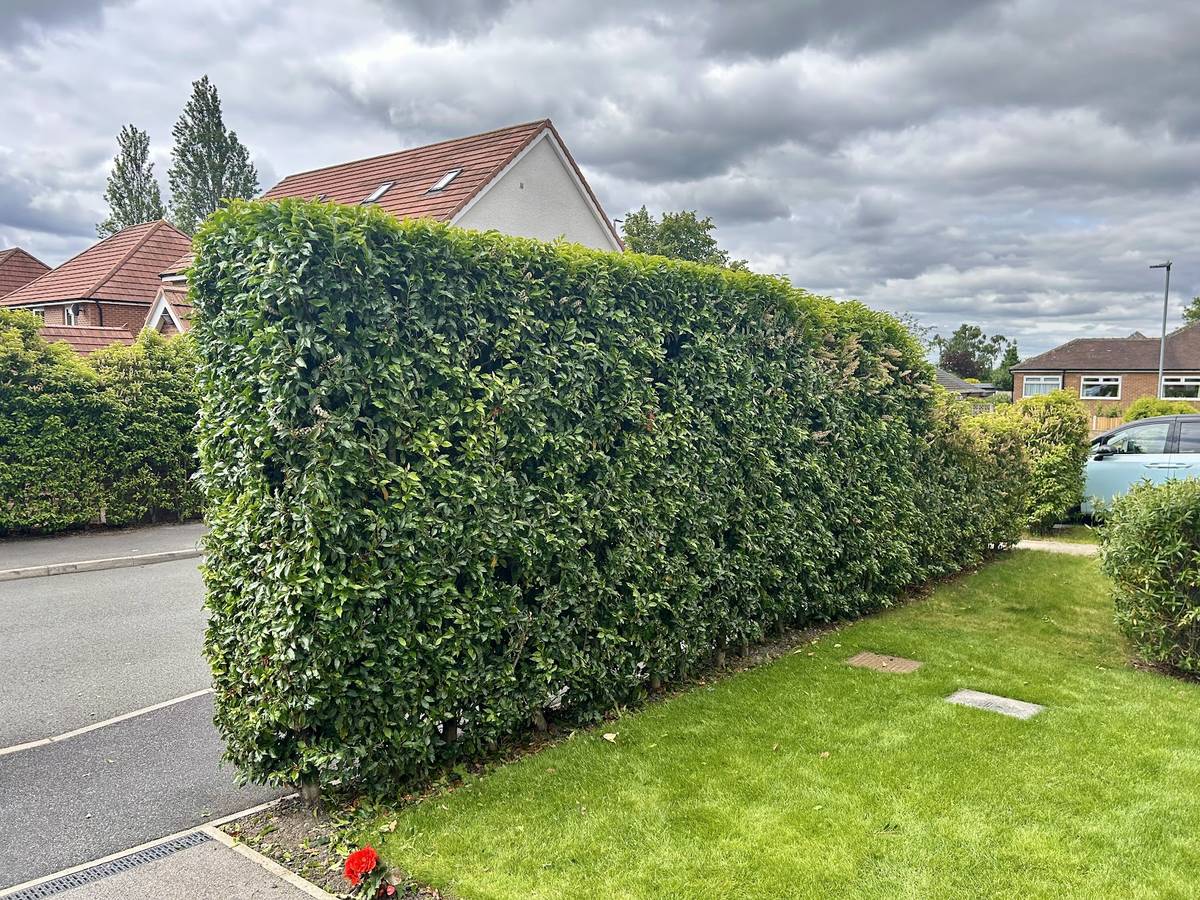 A large front hedge cut back and squared up