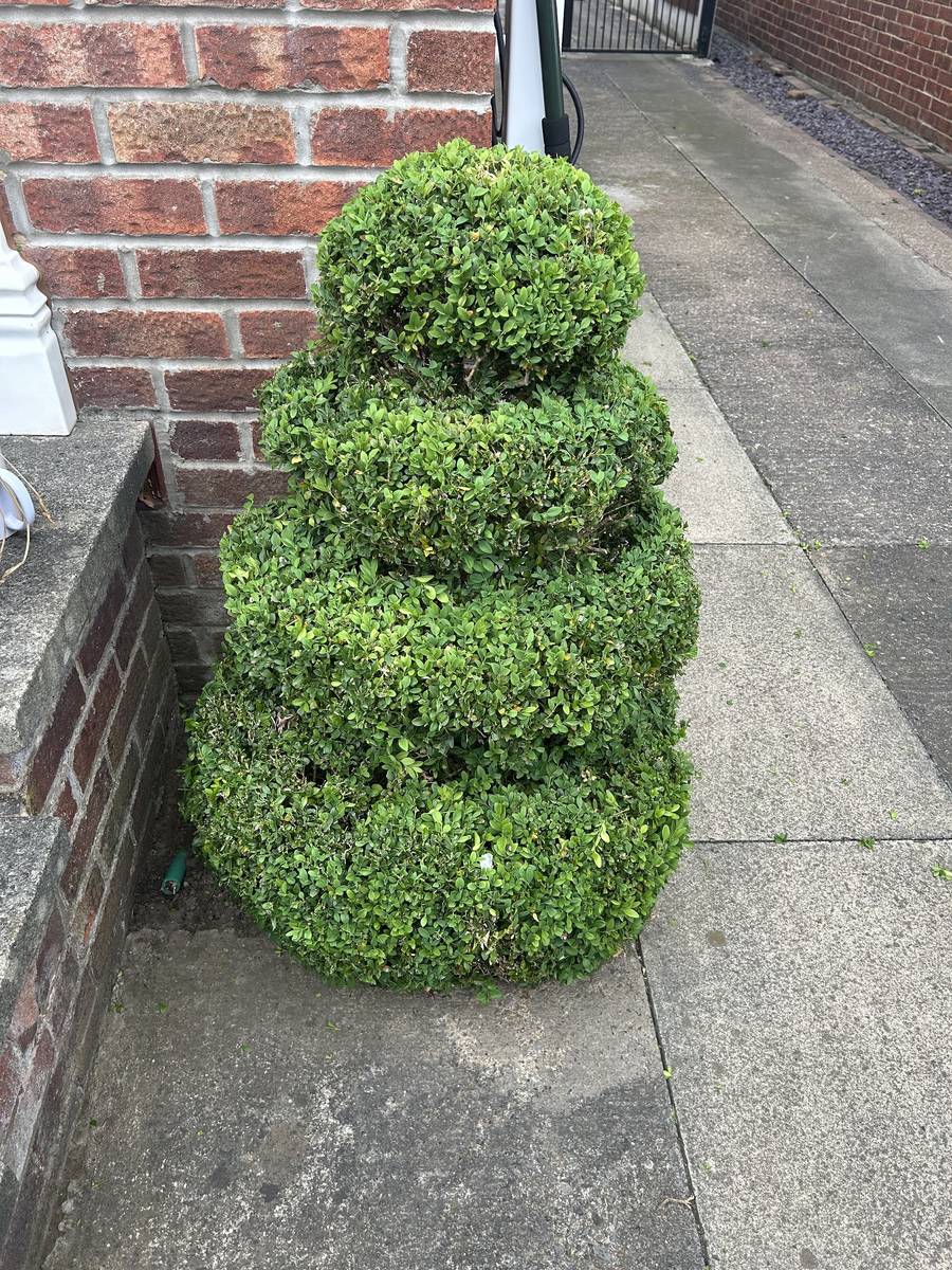 A shrub shaped into neat tiers